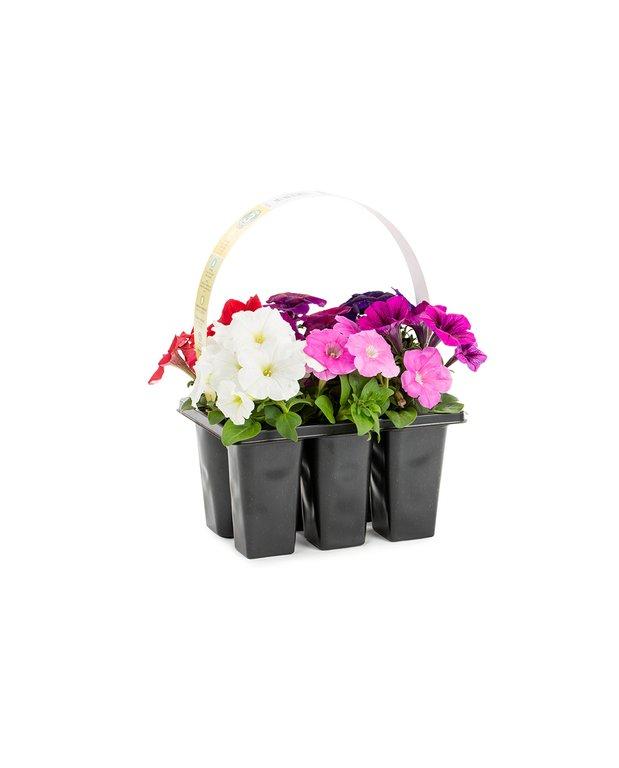 Petunia Tray of 6